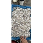 Cá cơm tươi đã làm sạch còn tươi rói, giá tốt Loại lớn