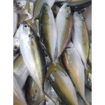 Cá bạc má tươi, giá tốt nguyên con 6-7 con/kg