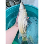 Cá trôi sống tự nhiên, vừa đánh bắt 2-2,5 kg/con