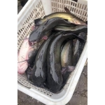 Cá trê đen làm sạch mới đánh bắt đảm bảo ngon . 0,6-0,8 kg/con