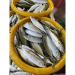 Cá bạc má tươi ngon bổ dưỡng 7-8 con/kg