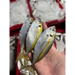 Cá chỉ vàng tươi sống, nguyên con chất lượng 8-10 con/kg