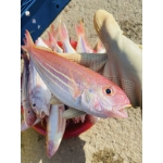 Cá đổng nguyên con mới đánh bắt 6-7 con/kg