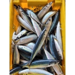 Cá nục tươi nguyên con loại 1 size 10-15 con/kg