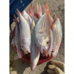 Cá đổng tươi rói mới đánh bắt đã làm sạch 4-6 con/kg