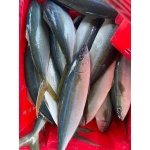 Cá cam tươi loại 1, đảm bảo tươi ngon .1kg/con