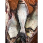 Cá mè sống đã làm sạch, nuôi an toàn 2-2,5 kg/con