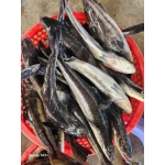 Cá bớp thiên nhiên tươi sống loại 1 size 3-4 kg/con