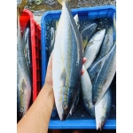 Cá cam tươi mới đánh bắt từ thiên nhiên 1,5-2 kg/con