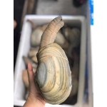 Ốc vòi voi sống nhập khẩp bổ dưỡng 2-2,5 kg/con