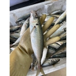 Cá nục tươi ngon giá tốt 6-8 con/kg