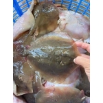 Cá đuối tươi nguyên con vừa đánh bắt 1kg/con