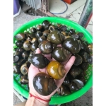 Ốc nhồi thiên nhiên sống mập, nhiều thịt Loại lớn