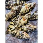 Cá mú cọp làm sạch, tươi và an toàn 2-3 kg/con