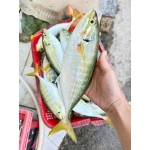 Cá ngân tươi đã làm sạch, giá tốt hôm nay 5-6 con/kg