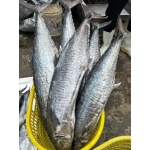 Cá thu tươi nguyên con mới đánh bắt 2-3 kg/con