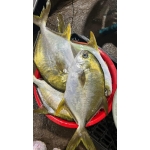 Cá chim trắng đã làm sạch, tươi rói thơm ngon 0,7-1 kg/con