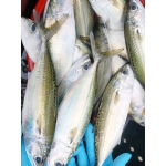 Cá bạc má tươi mới đã làm sạch, đảm bảo an toàn 4-5 con/kg