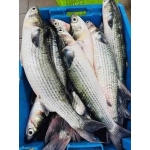 Cá đối đã làm sạch, đảm bảo tươi ngon 0,8-1 kg/con