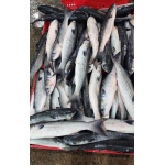 Cá đối nguyên con tươi sống 0,8-1 kg/con