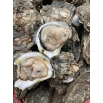 Hàu đá (hào đá) sống size 2-3 con/kg