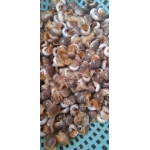 Ốc mỡ sống ở biển 80-120 con/kg