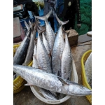 Cá thu tươi nguyên con mới đánh bắt 4-5 kg/con