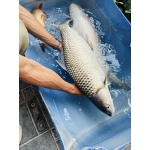 Cá trôi đã làm sạch thịt thơm ngon bổ dưỡng 3-3,5 kg/con