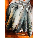 Cá đối tươi loại 1 đã làm sạch 400-600 gr/con