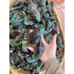 Vẹm xanh sống từ thiên nhiên size 10-15 con/kg