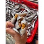 Cá trứng đông lạnh nhập khẩu Loại trung