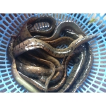 Cá chạch quế (chạch sụn) sống, giá tốt 8-10 con/kg