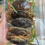 Cua lột tươi sống siêu ngon size 7-8 con/kg