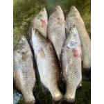 Cá chẽm sống, nuôi an toàn 5-6 kg/con