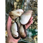 Sò vẹo sống mới đánh bắt đảm bảo an toàn size 20-25 con/kg