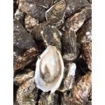 Hàu sữa (hào sữa) sống size 10-12 con/kg