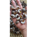 Ốc mỡ sống ở biển, thịt thơm ngon 40-60 con/kg