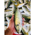 Cá chỉ vàng tươi sống, nguyên con chất lượng 4-6 con/kg