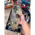 Cá mú bông (mú đen) còn sống 2 - 3 kg/con