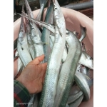 Cá xương xanh thiên nhiên tươi nguyên con 3 kg/con