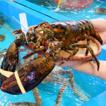 Tôm hùm nhập khẩu đông lạnh loại 1 size 1-1,5 kg/con