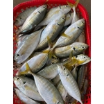 Cá ngân tươi đã làm sạch, an toàn và ngon 8-10 con/kg