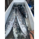 Cá thu tươi nguyên con giá tốt 5-6 kg/con