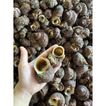 Ốc mặt trăng còn sống 30-40 con/kg