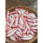 Cá phèn tươi đã làm sạch, đảm bảo an toàn 3-4 con/kg