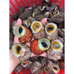 Ốc mặt trăng còn sống 20-30 con/kg