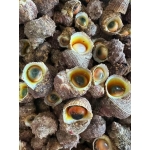 Ốc mặt trăng sống (ốc mắt ngọc) 40-50 con/kg