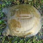 Ba ba sống, sản phẩm thiên nhiên 1kg/con