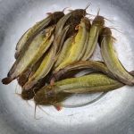 Cá trê đen làm sạch mới đánh bắt đảm bảo ngon 0,8-1,2 kg/con