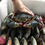 Cua thịt (cua Y) sống loại VIP size 300-450 gr/con